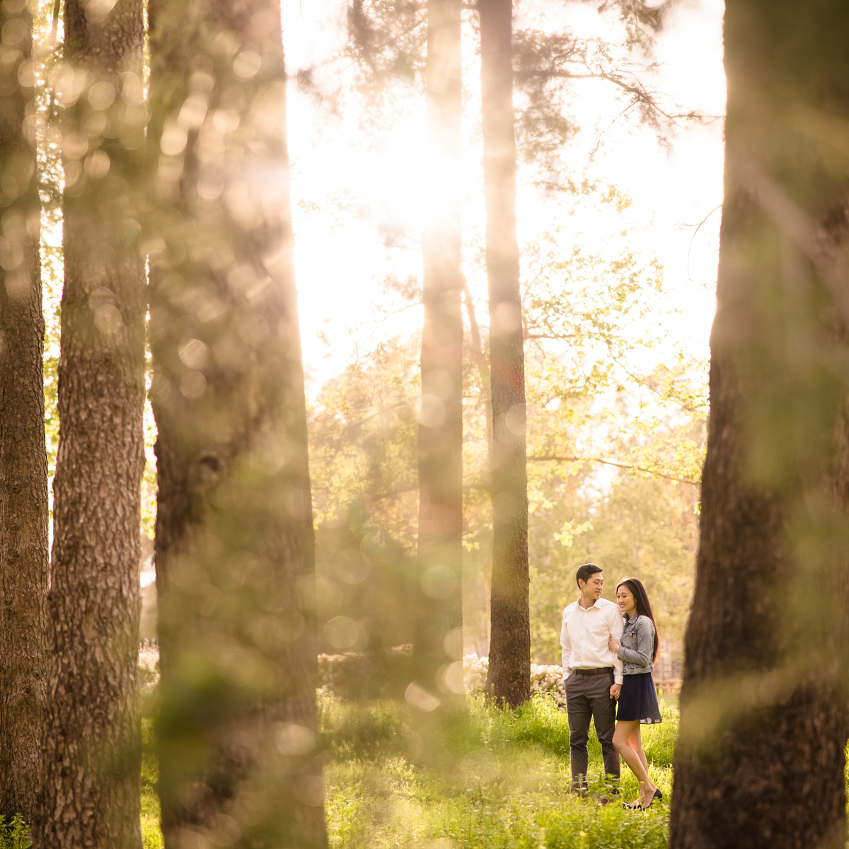 golden hour forest 1